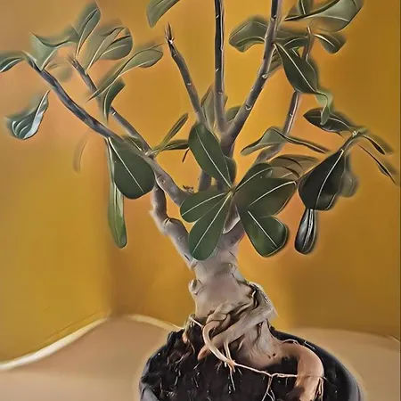 Casa Bonsai Vakantiehuis *